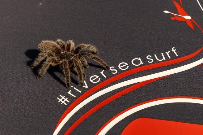 Cover Nookie Neo Kayak Cover Big Deck -