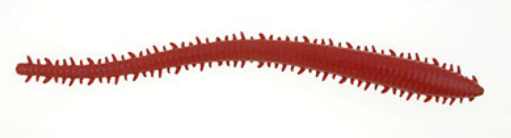 Carnada Sandworm Weple 5 cm GSSW2 - Color: Bloody